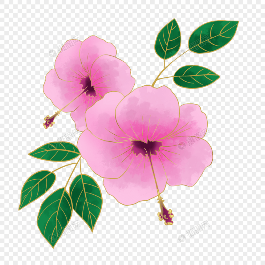 粉红色光效金线植物花朵叶子图片