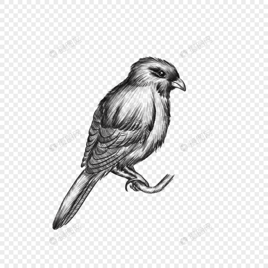 素描复古黑白鸟类动物图片