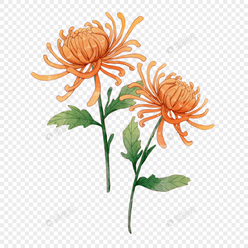 橙色菊花水彩装饰图片