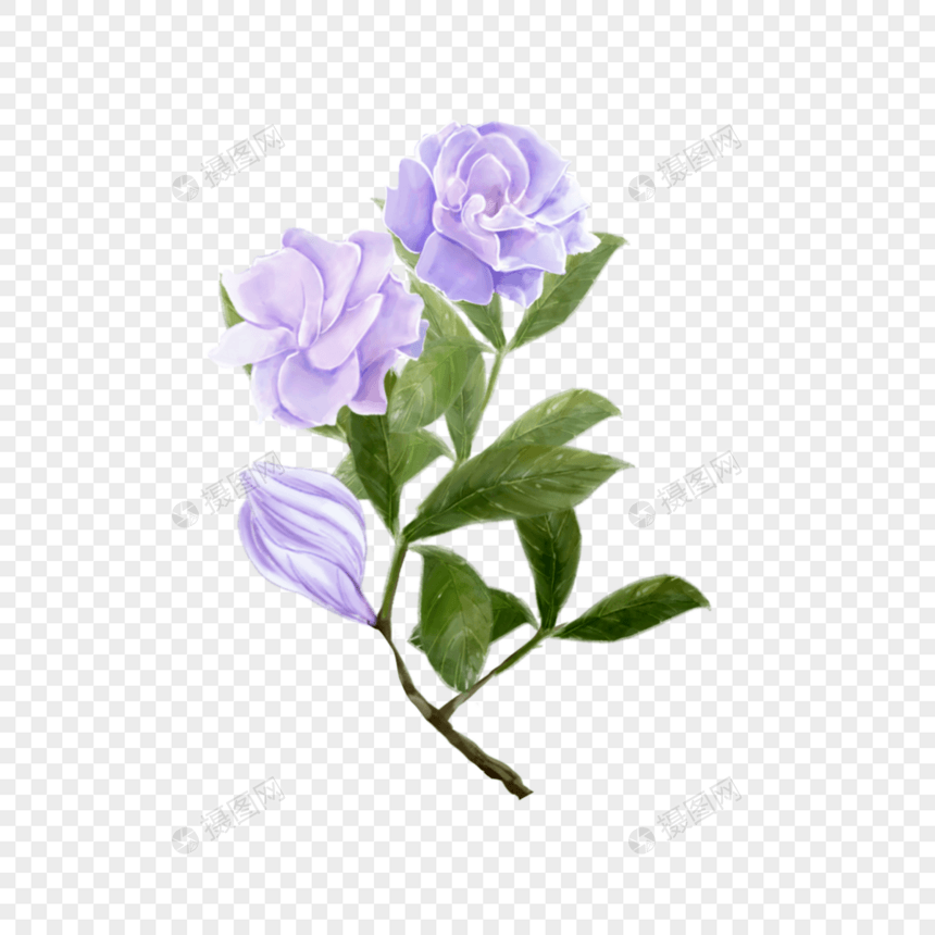 栀子花紫色水彩婚礼花卉图片