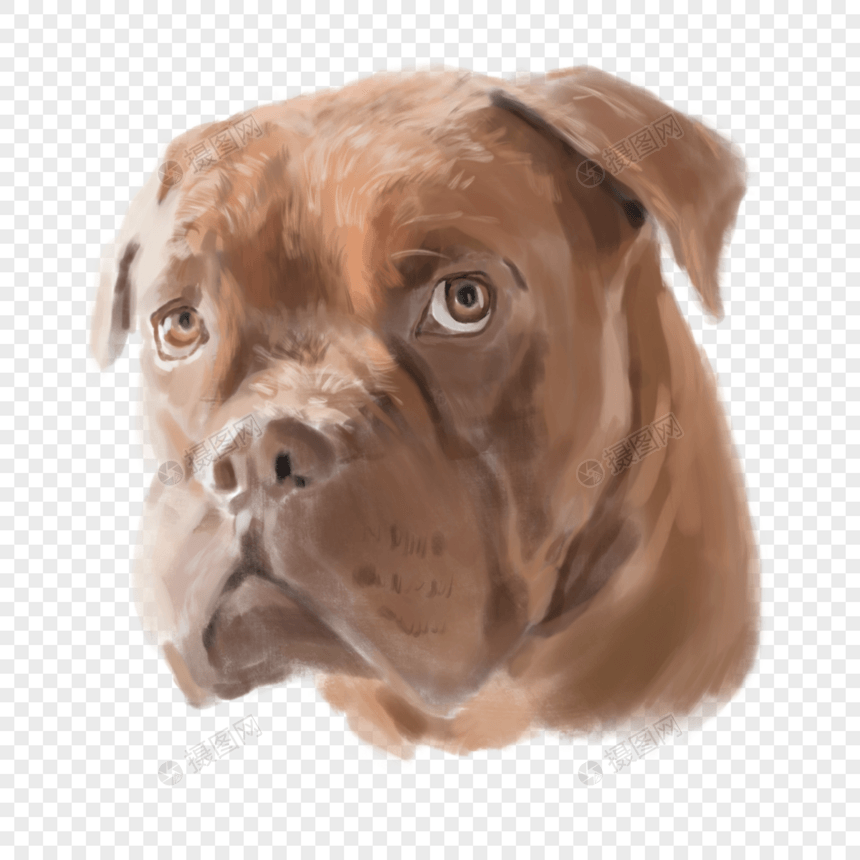 褐色波尔多犬可爱狗水彩头部图片