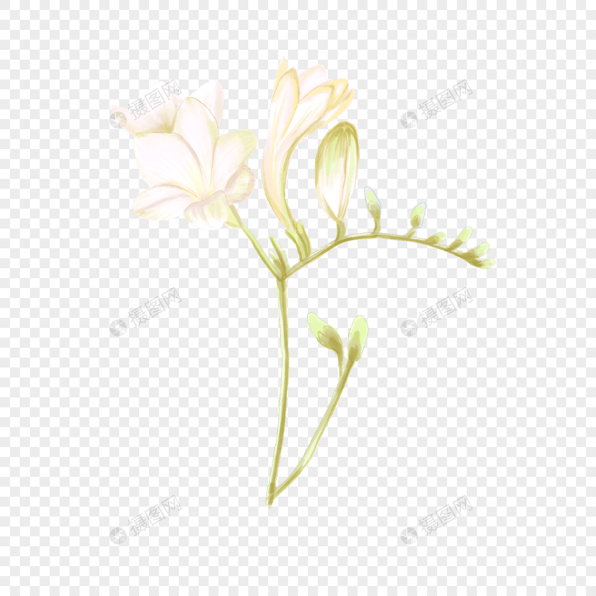 小苍兰白色水彩花卉图片