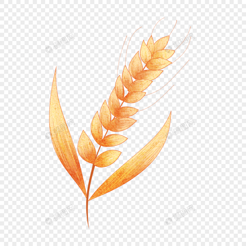 水彩风格的小麦麦穗植物种子图片