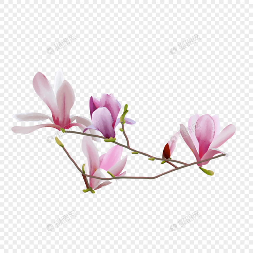 水彩玉兰花花卉粉紫色图片