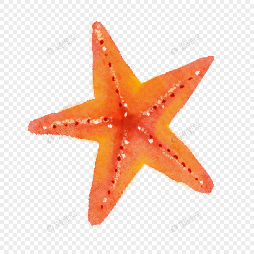 水彩海洋生物金黄海星图片