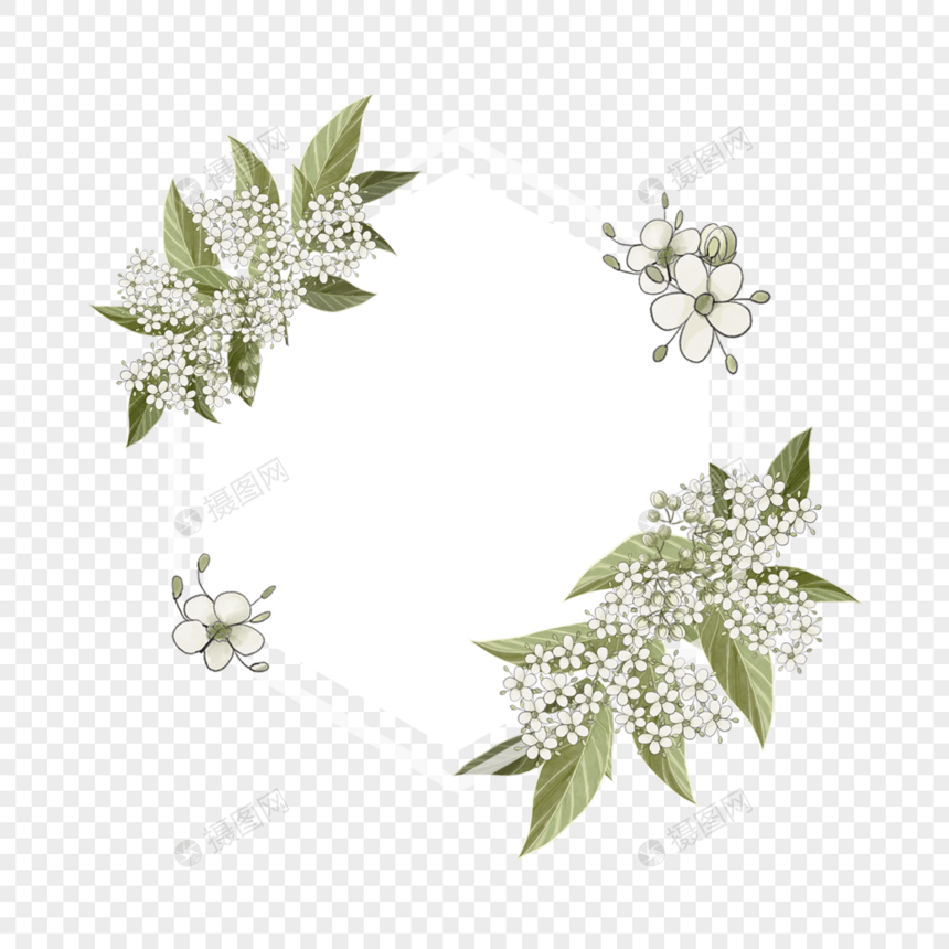 水彩荚蒾花卉白色边框图片