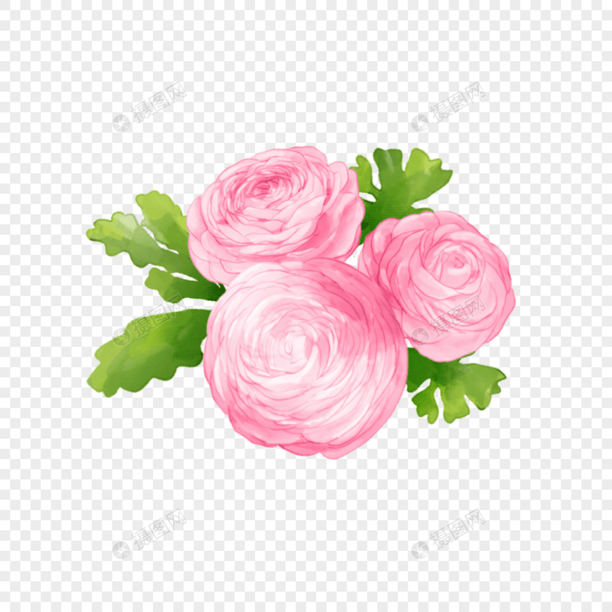 粉色水彩婚礼花卉花毛茛花朵图片