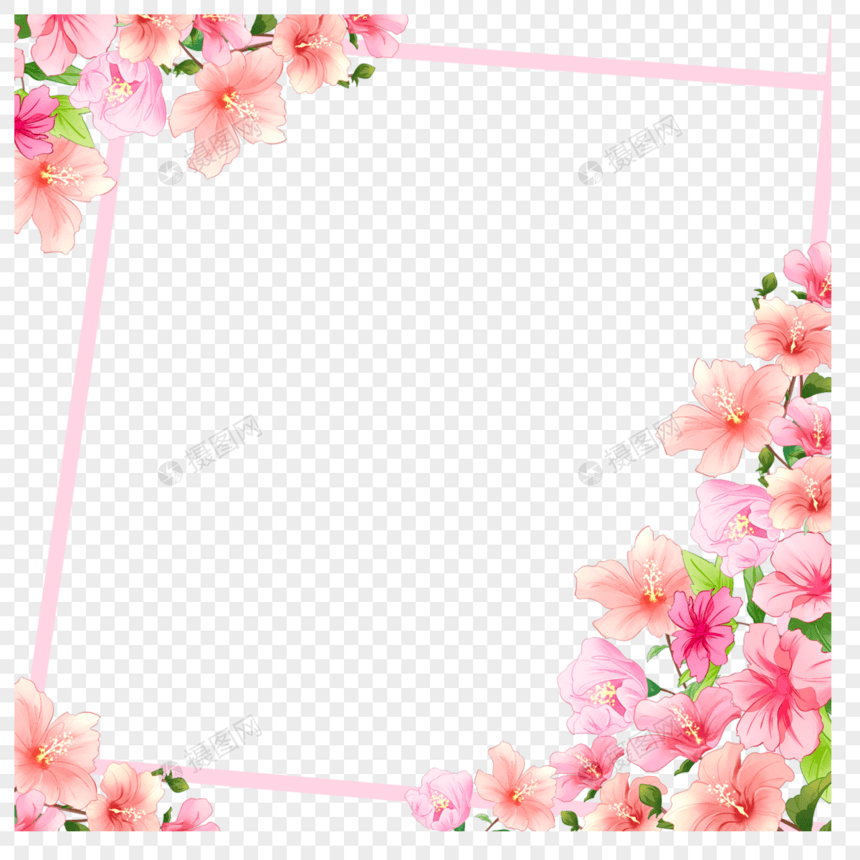 木槿花粉色条纹边框图片