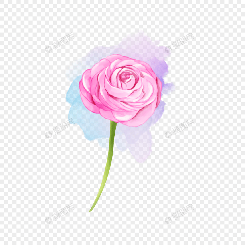 粉色水彩婚礼花卉花毛茛图片