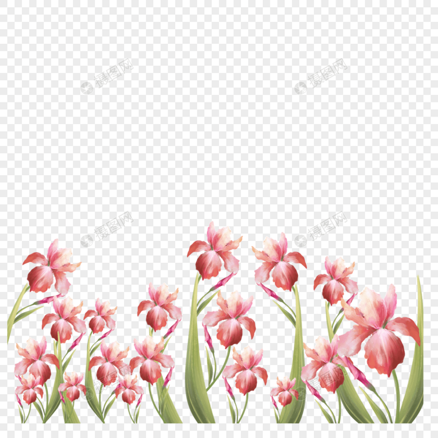 水彩粉色鸢尾花卉婚礼边框图片