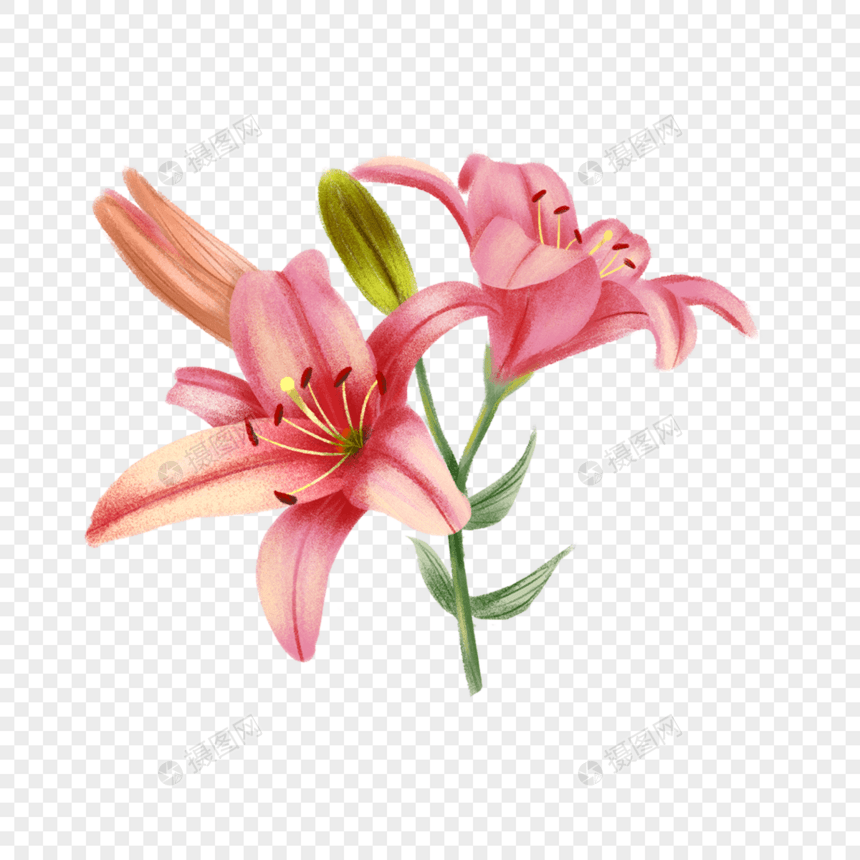 植物水彩百合花卉图片