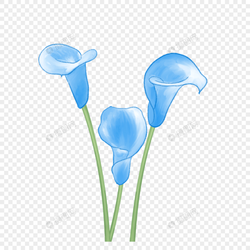 蓝色马蹄莲婚礼水彩花卉图片