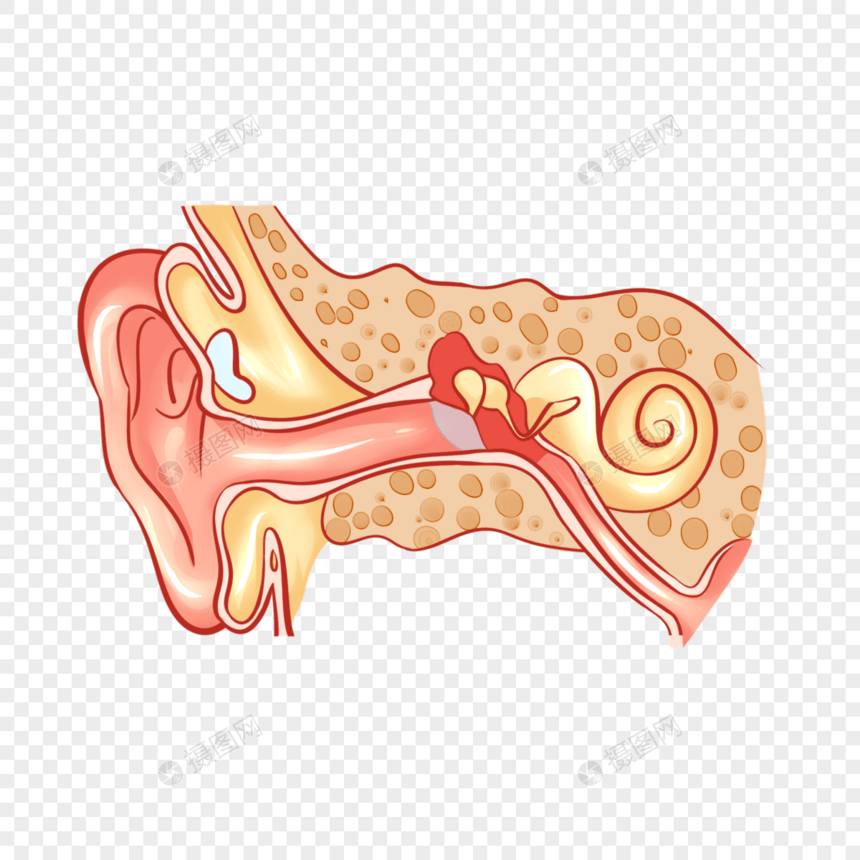 人耳解剖人体结构医学插图图片