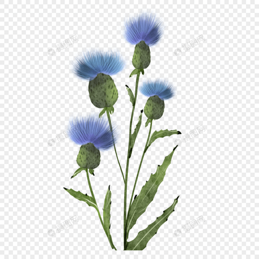 蓟蓝色水彩花卉植物图片