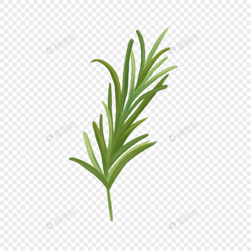 迭迭香绿色草药植物图片