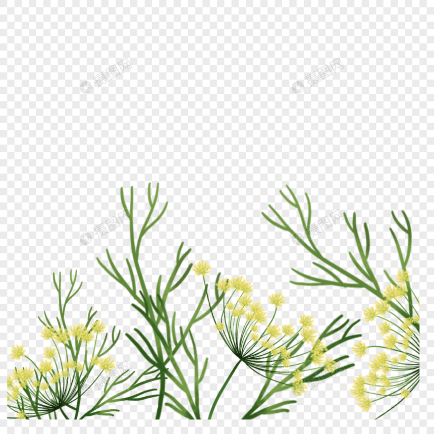 水彩茴香花花束花朵图片