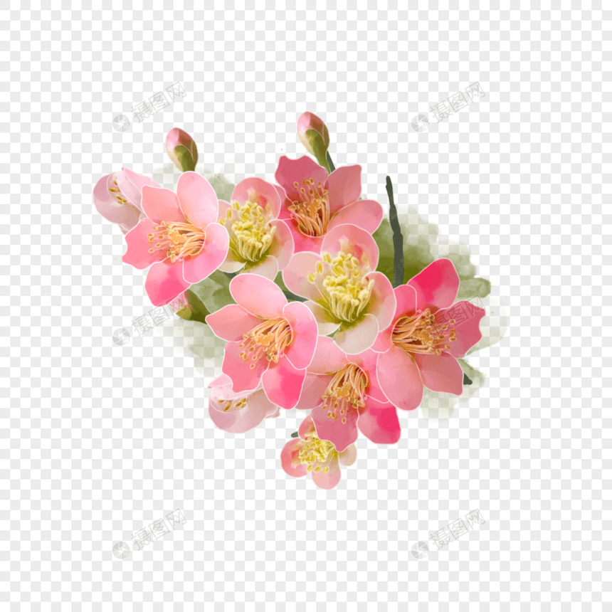 水彩花卉海棠花花簇图片