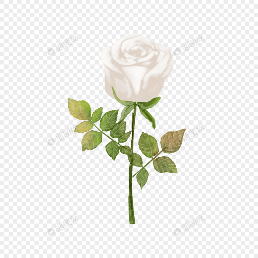 白玫瑰婚礼贺卡花卉图片