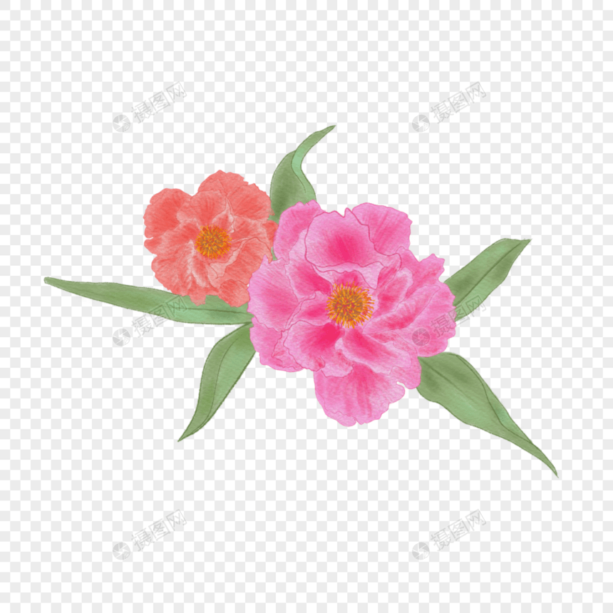 牡丹花簇水彩花卉图片