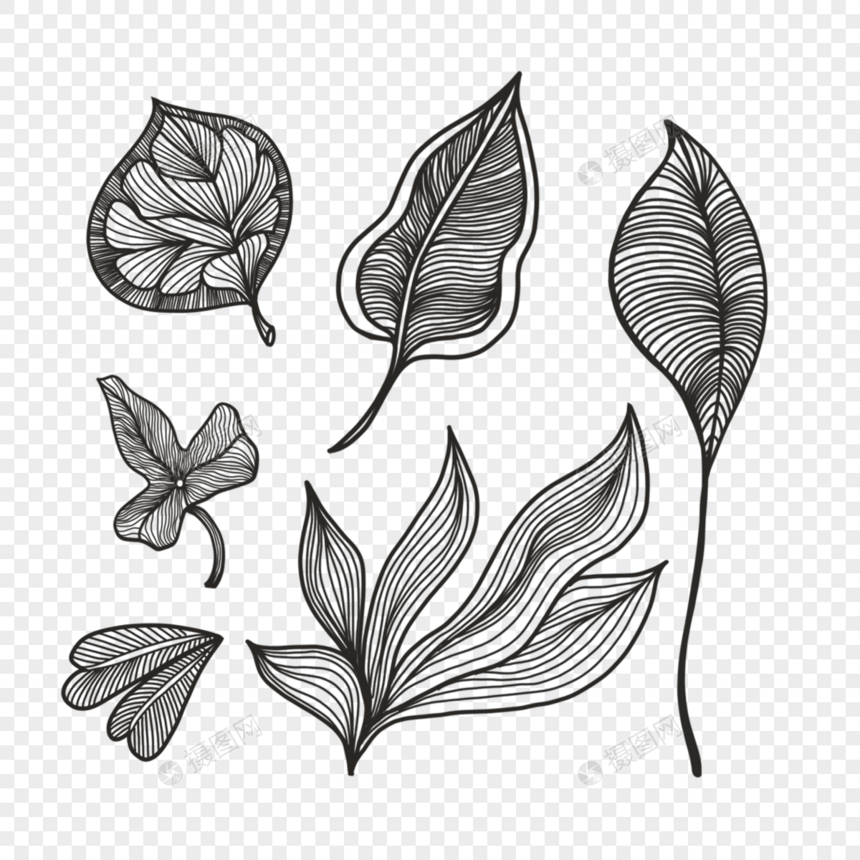黑白雕刻植物叶片图片
