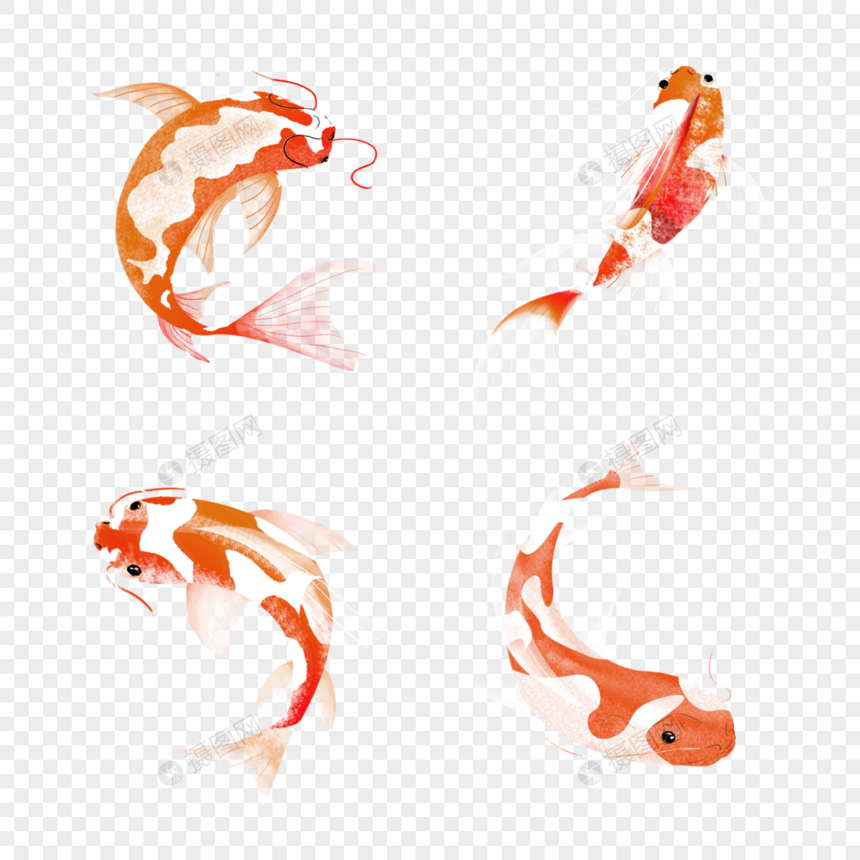 红色淡水活泼锦鲤图片