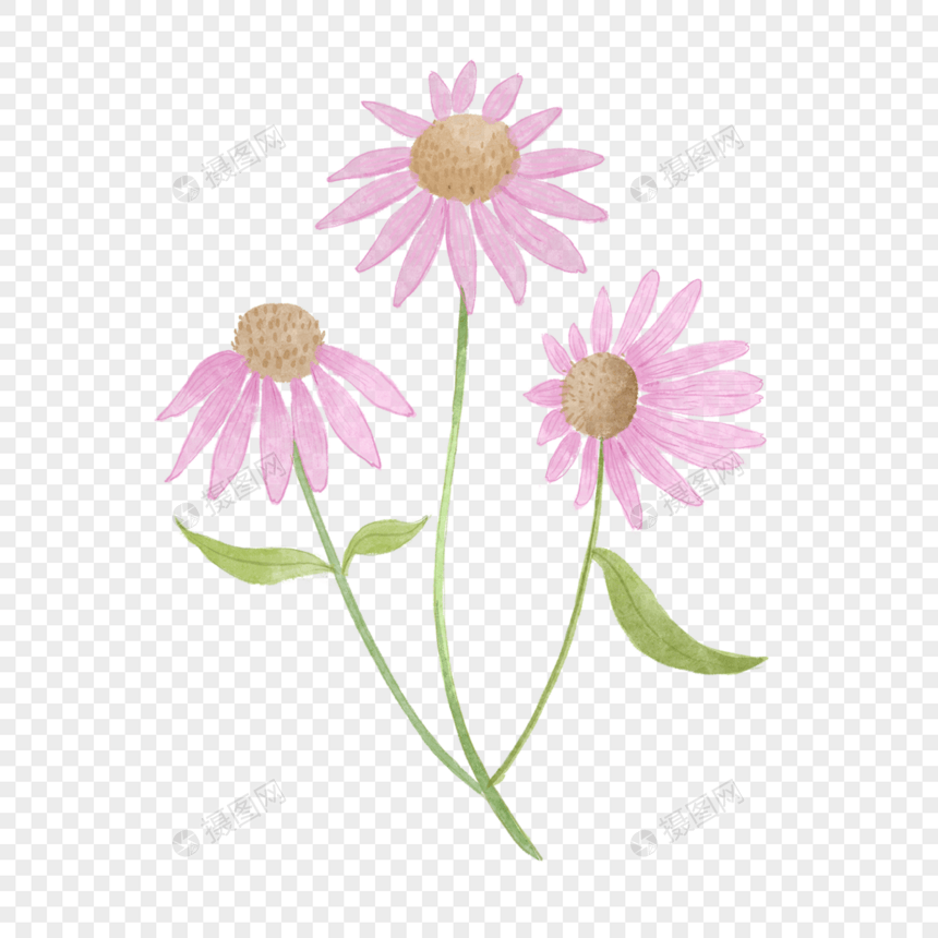 紫锥花水彩风格花卉植物粉色图片