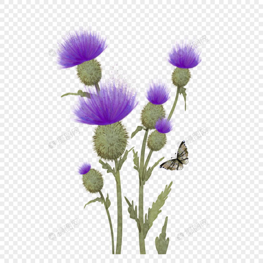 蓟类植物水彩花卉紫色图片