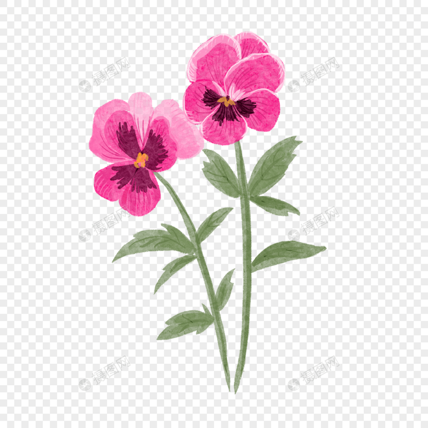 三色堇水彩花卉粉红色两朵图片