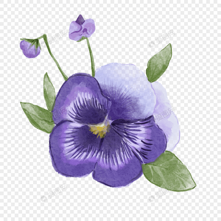 三色堇水彩风格蝴蝶花紫色图片