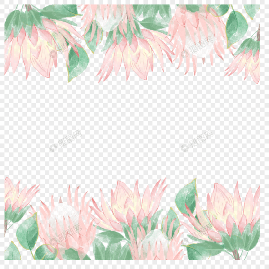 普罗蒂亚花卉水彩绽放边框图片