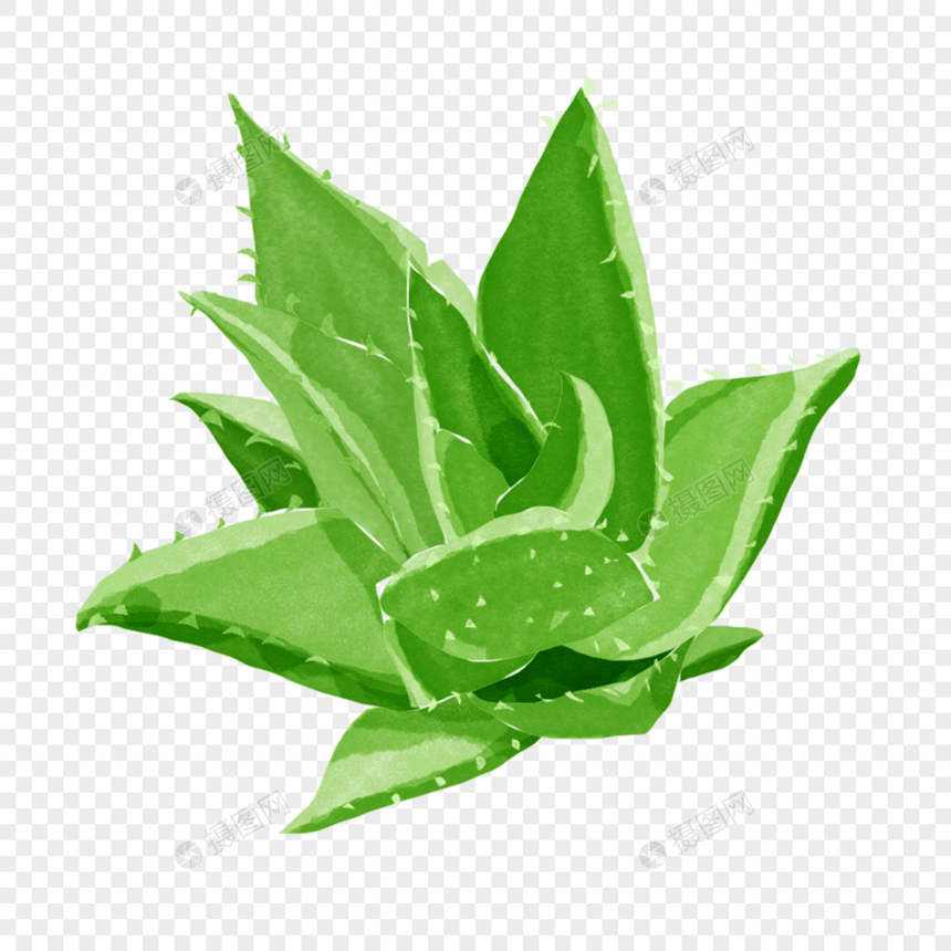 华芦荟绿色植物创意卡通图画图片