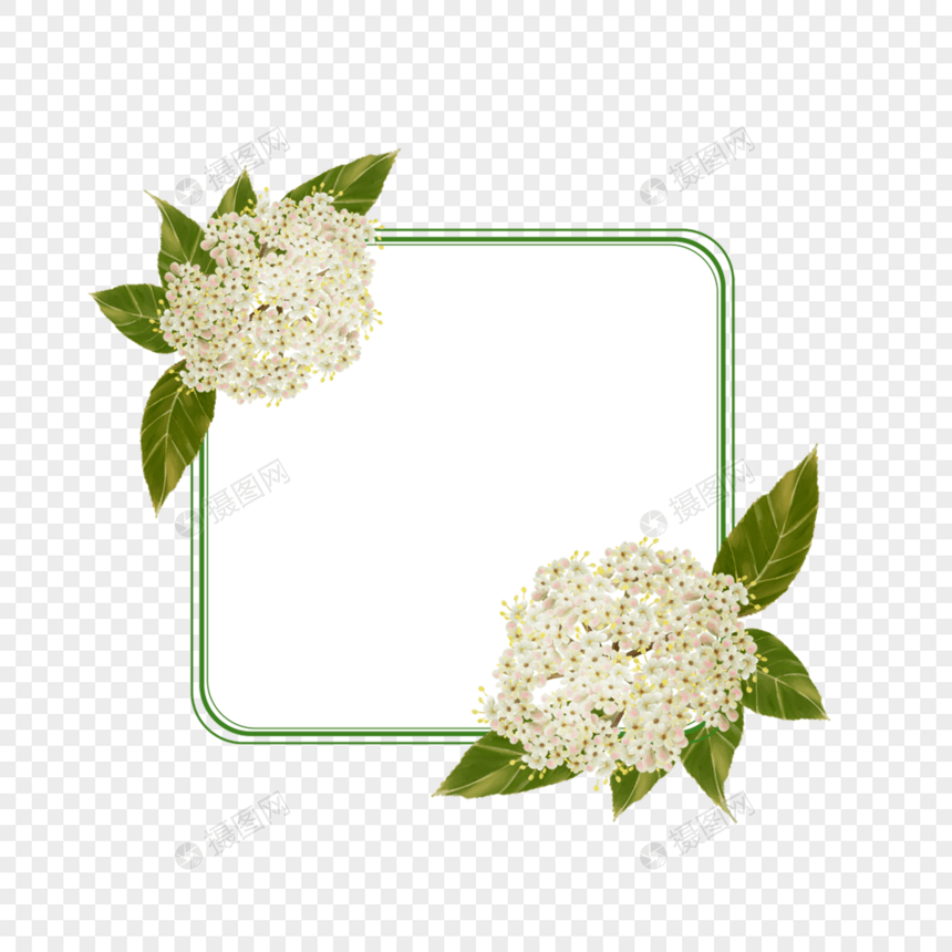 唯美水彩荚蒾花卉边框图片