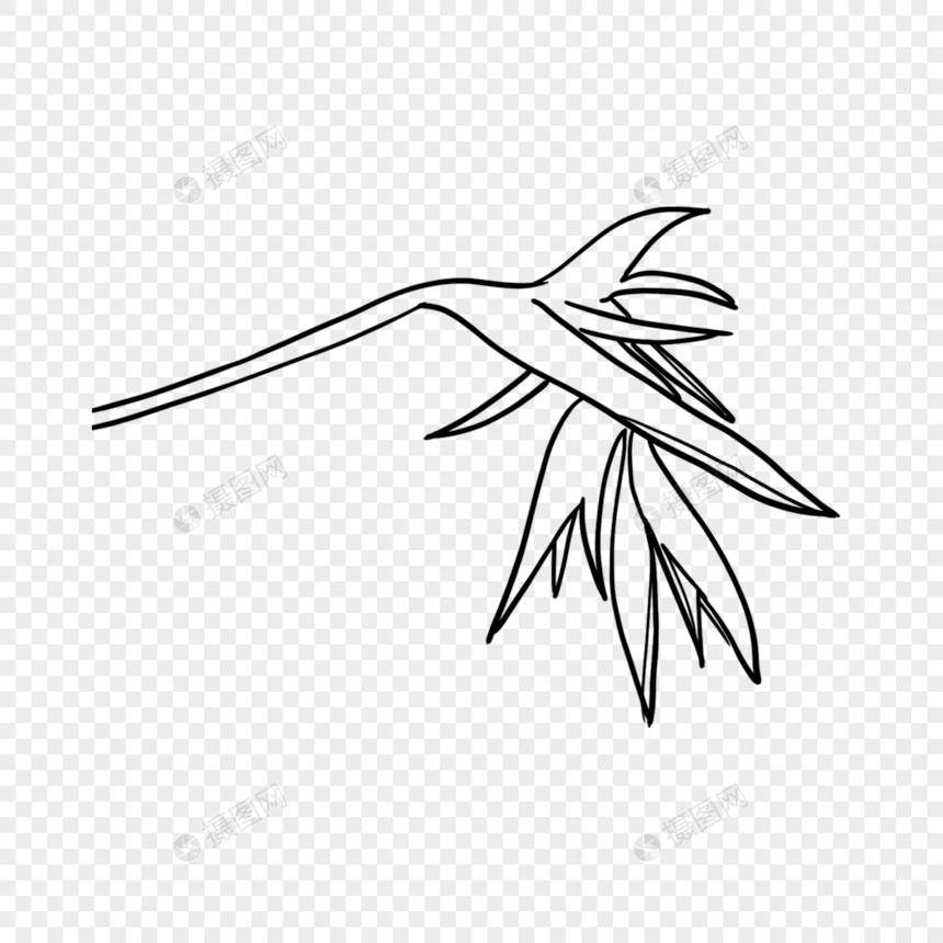 一株热带植物线条植物叶子图片