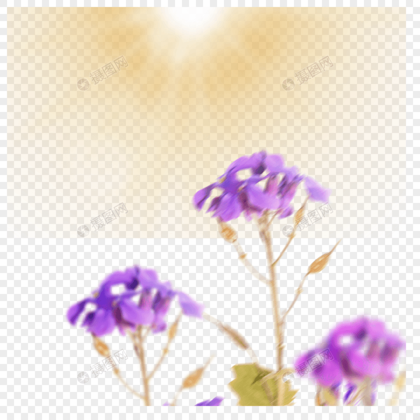 阳光下的紫色槐花元素图片