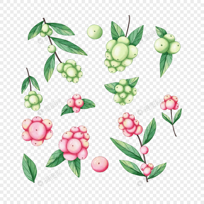 雪莓植物装饰水彩图片