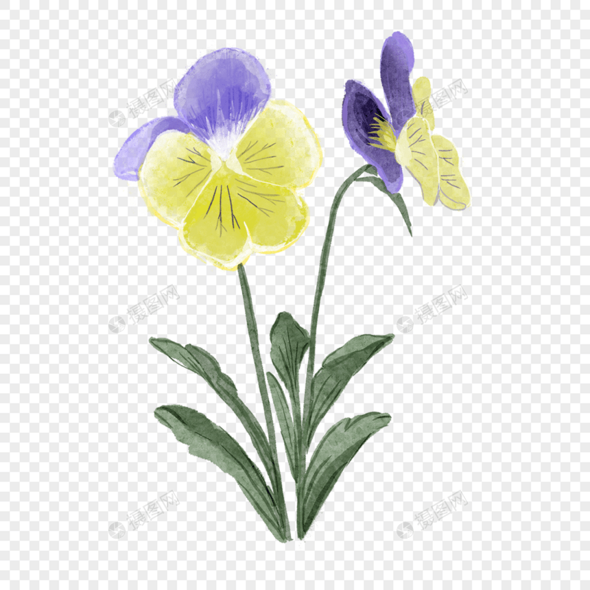 三色堇水彩风格黄色蝴蝶花图片