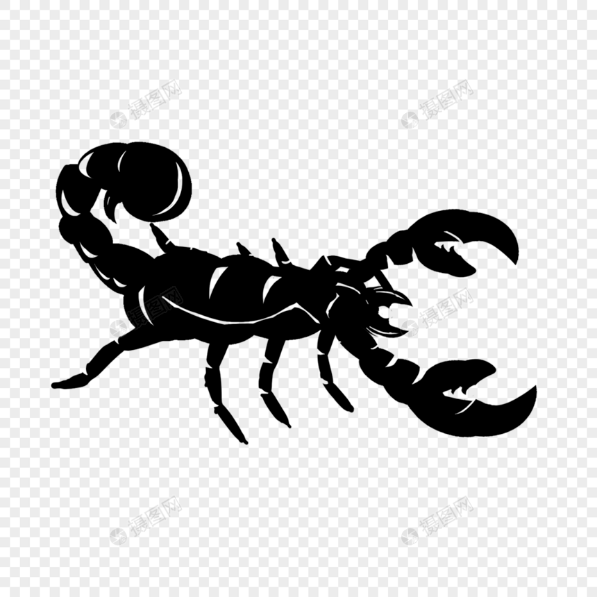 蝎子纹身危险黑色动物图片