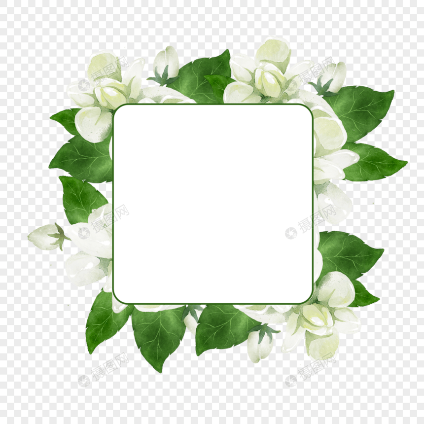 茉莉花边框水彩花卉图片