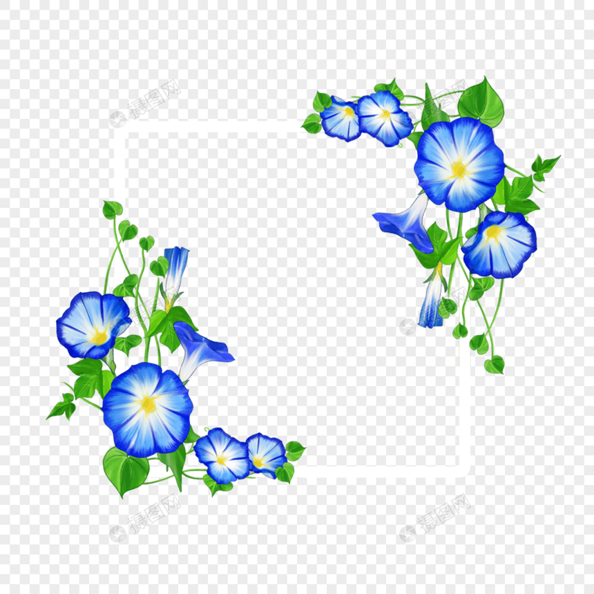 水彩蓝色牵牛花卉白色边框图片