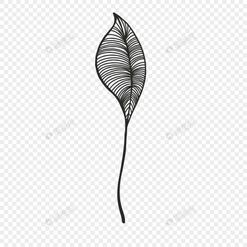 单根直立线条雕刻风格植物叶子图片
