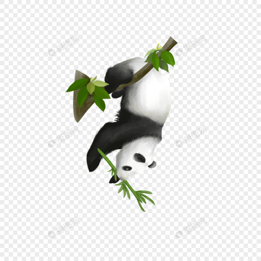 水彩熊猫调皮上树图片