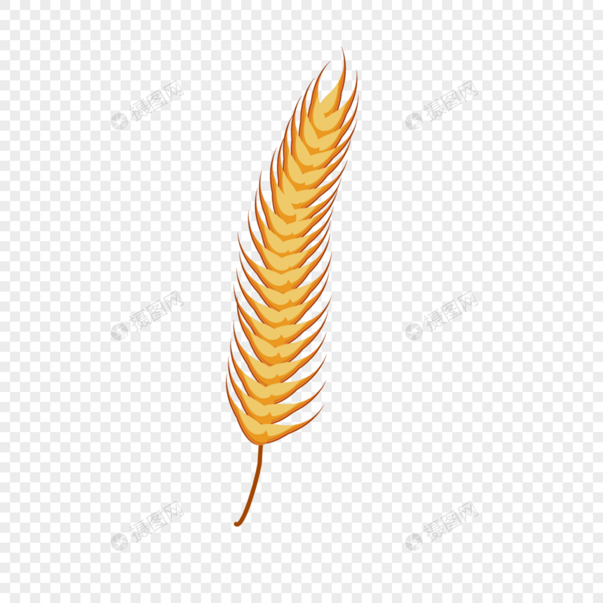 小麦的黄耳朵图片