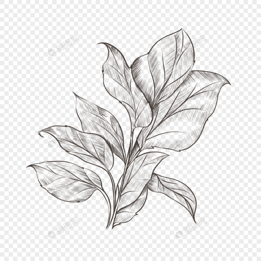植物树叶素描风格简单复古装饰图案图片