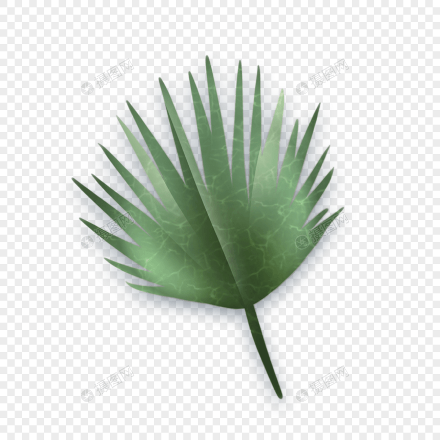 一张绿色热带植物叶子图片