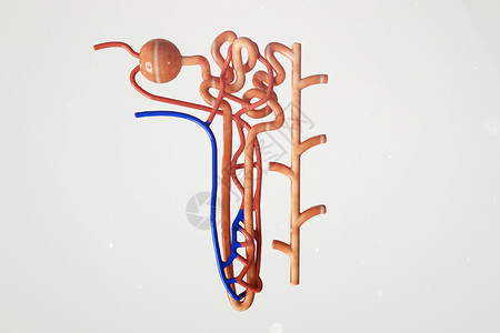 三维简约肾单位模型背景图片