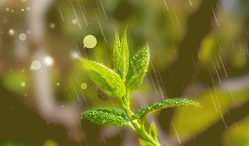 一株绿芽雨水GIF高清图片