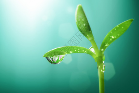 绿色水滴水珠春天萌芽背景设计图片