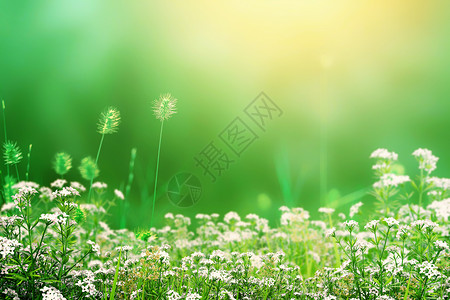 抽象植物唯美青花草春天背景设计图片
