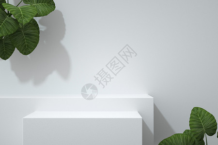 极简白色植物背景背景图片