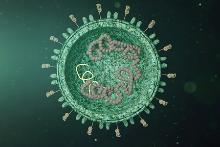 三维SARS病毒解剖模型高清图片